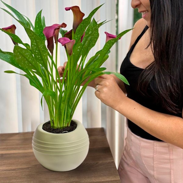 Callas Vinho no vaso Garden