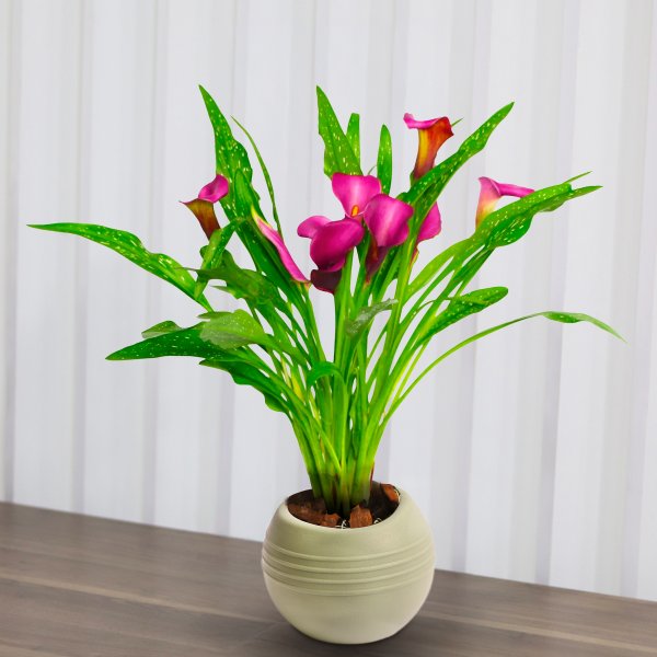 Callas Vinho no vaso Garden