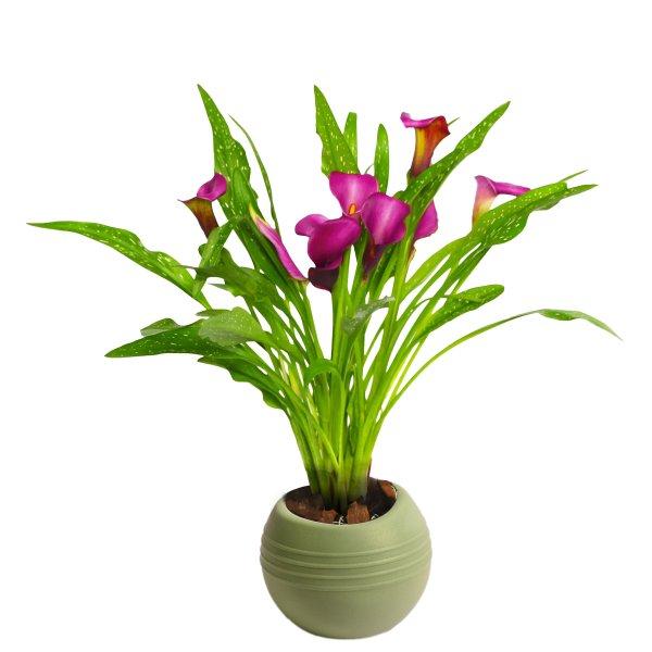 Callas Vinho no vaso Garden