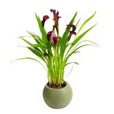 Callas Roxo no Vaso Garden