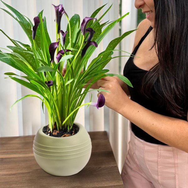 Callas Roxo no Vaso Garden