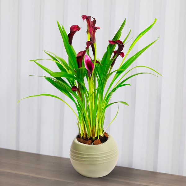 Callas Roxo no Vaso Garden