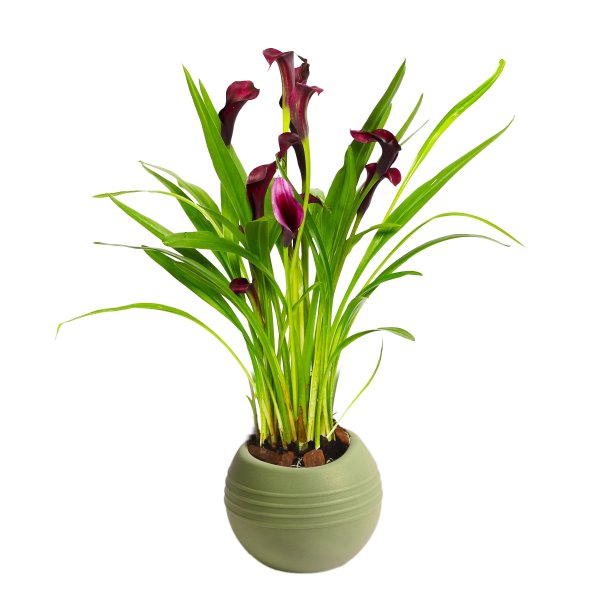 Callas Roxo no Vaso Garden