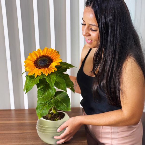Girassol Plantado no Vaso Garden