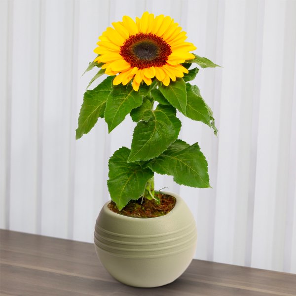 Girassol Plantado no Vaso Garden