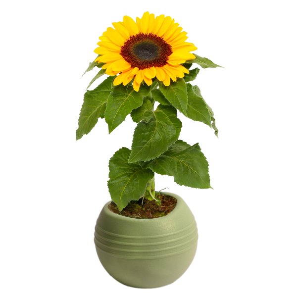 Girassol Plantado no Vaso Garden