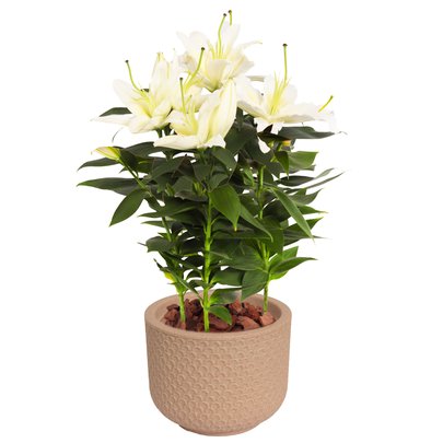 Lirio Branco Plantado no Vaso Garden