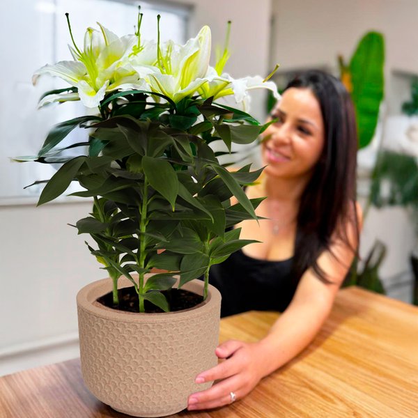 Lirio Branco Plantado no Vaso Garden