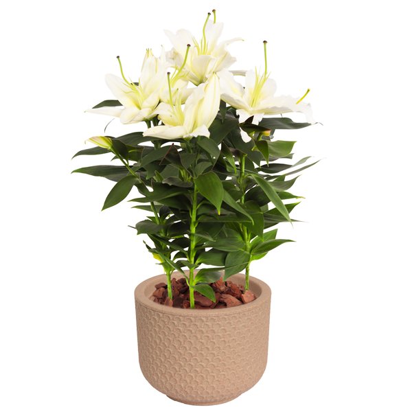 Lirio Branco Plantado no Vaso Garden