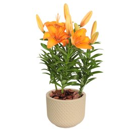 Imagem de Lirio Laranja Plantado no Vaso Garden
