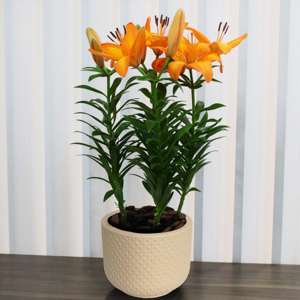 Lirio Laranja Plantado no Vaso Garden