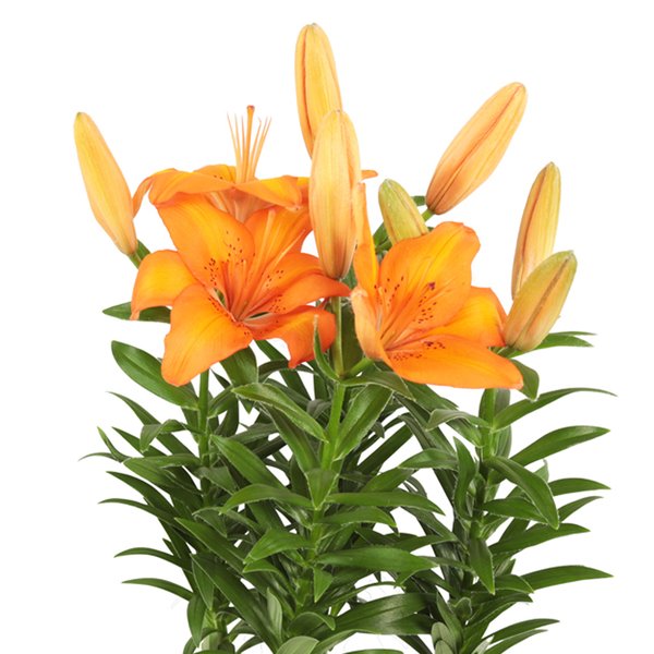 Lirio Laranja Plantado no Vaso Garden