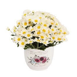 Imagem de Mini Margaridinha Branca no Vaso Garden