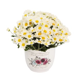 Imagem de Mini Margaridinha Branca no Vaso Garden