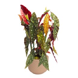 Imagem de Begônia Maculata no Vaso  Garden