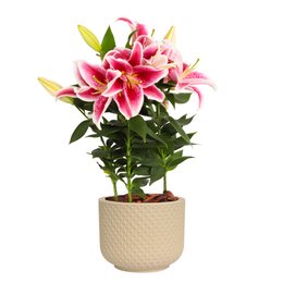 Imagem de Lirio Pink Plantado no Vaso Garden