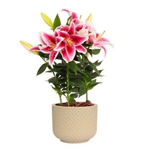 Imagem de Lirio Pink Plantado no Vaso Garden