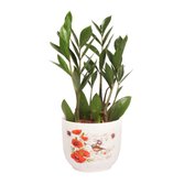 Mini Zamioculca no Vaso Garden