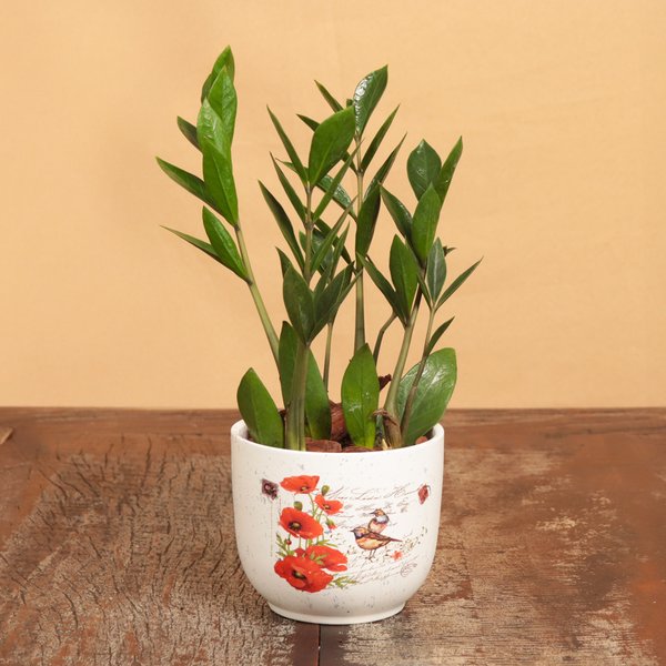 Mini Zamioculca no Vaso Garden