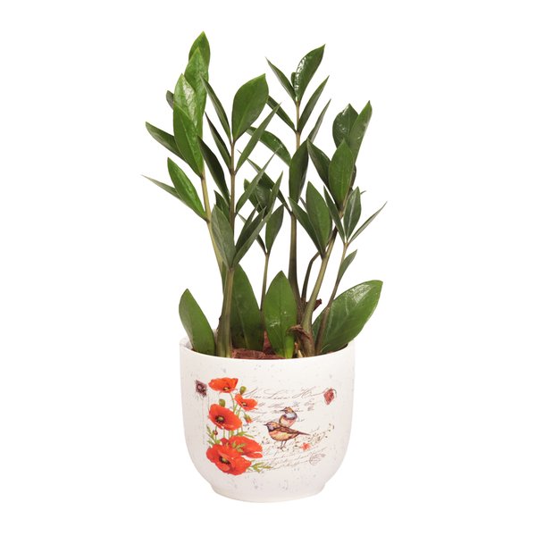 Mini Zamioculca no Vaso Garden