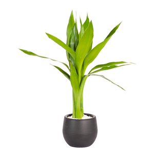 Imagem de Mini Bambu da Sorte Vaso Sortido Garden