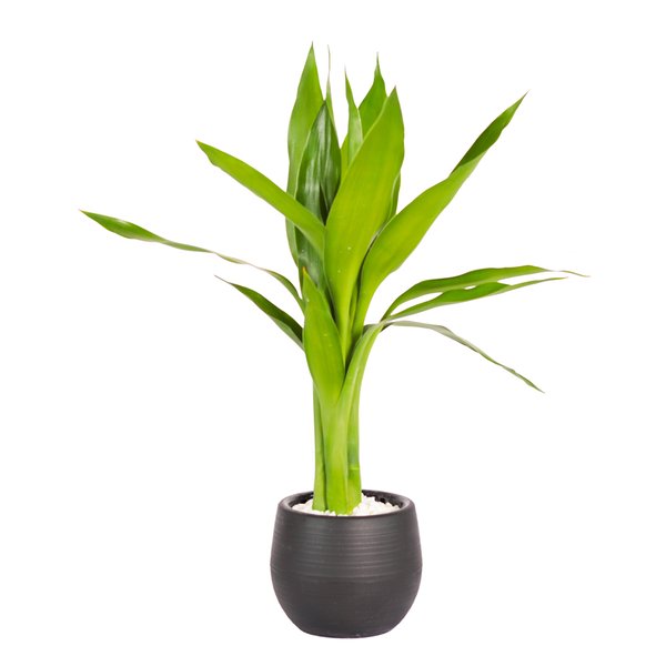 Mini Bambu da Sorte Vaso Sortido Garden