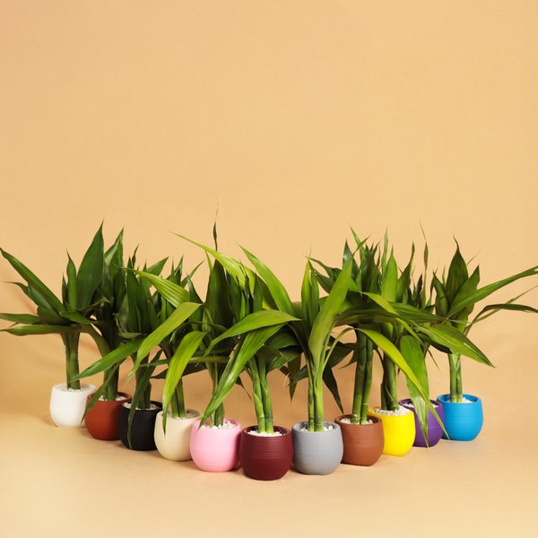 Mini Bambu da Sorte Vaso Sortido Garden