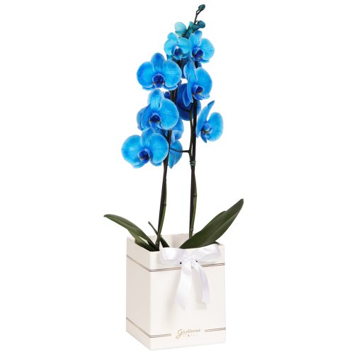 Orquídea Phalaenopsis Azul Box Primor