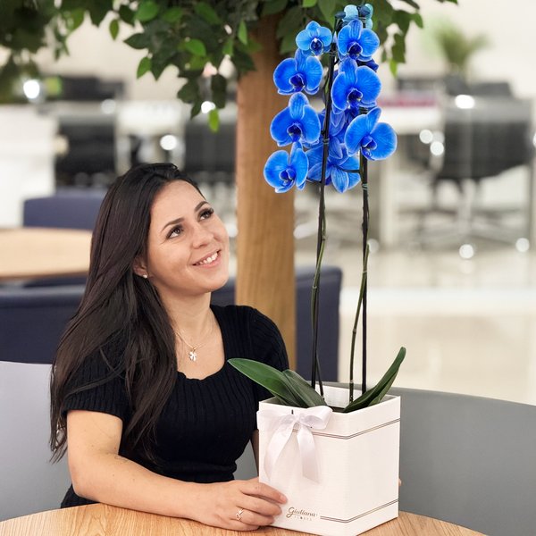 Orquídea Phalaenopsis Azul Box Primor