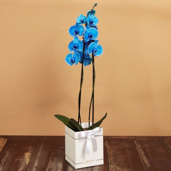 Orquídea Phalaenopsis Azul Box Primor