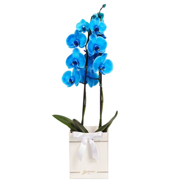 Orquídea Phalaenopsis Azul Box Primor