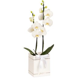Imagem de Orquídea Phalaenopsis Branca Box Primor