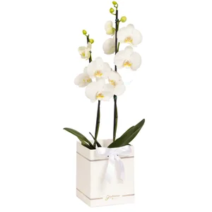 Imagem de Orquídea Phalaenopsis Branca Box Primor