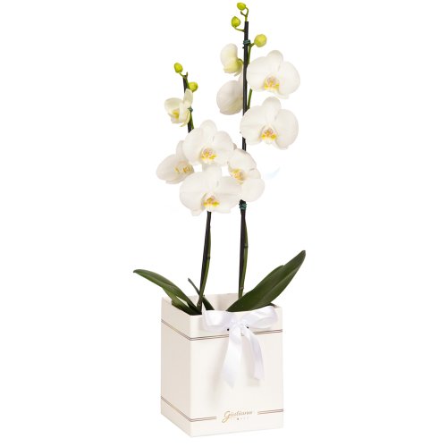 Orquídea Phalaenopsis Branca Box Primor