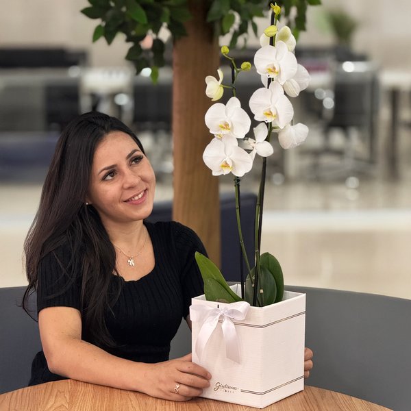 Orquídea Phalaenopsis Branca Box Primor