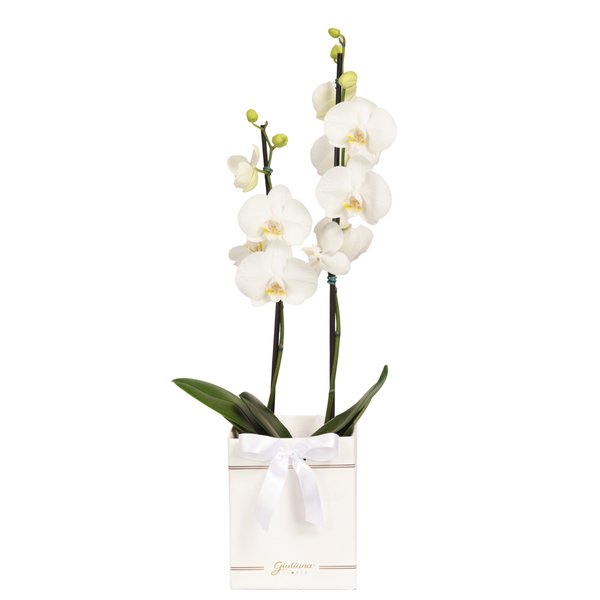 Orquídea Phalaenopsis Branca Box Primor