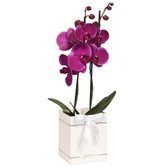 Orquídea Phalaenopsis Pink Box Primor