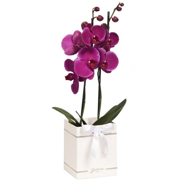 Orquídea Phalaenopsis Pink Box Primor