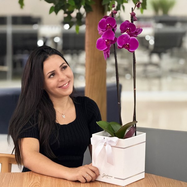 Orquídea Phalaenopsis Pink Box Primor