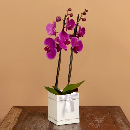 Orquídea Phalaenopsis Pink Box Primor