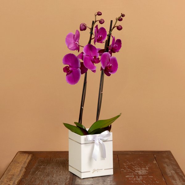 Orquídea Phalaenopsis Pink Box Primor