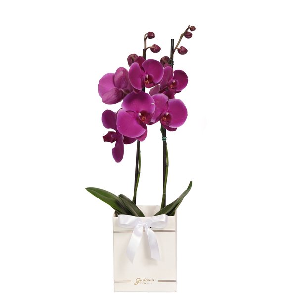 Orquídea Phalaenopsis Pink Box Primor