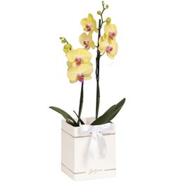 Imagem de Orquídea Phalaenopsis Amarela Box Primor