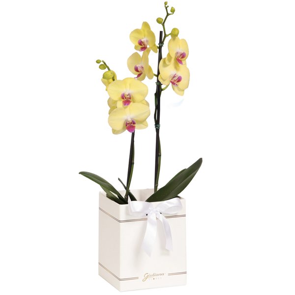 Orquídea Phalaenopsis Amarela Box Primor