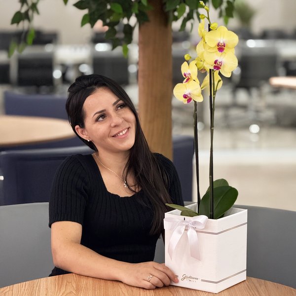 Orquídea Phalaenopsis Amarela Box Primor