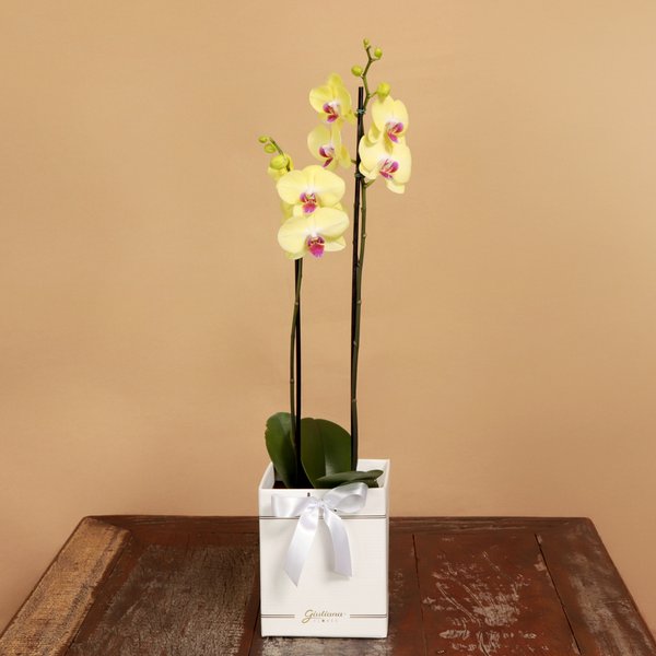 Orquídea Phalaenopsis Amarela Box Primor