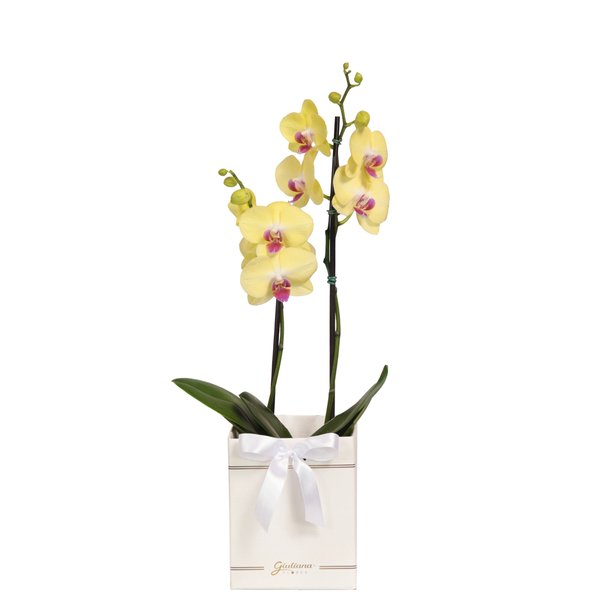 Orquídea Phalaenopsis Amarela Box Primor