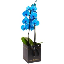 Imagem de Orquídea Phalaenopsis Azul Box Preto Primor