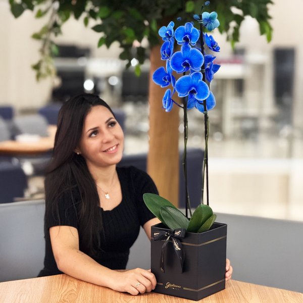 Orquídea Phalaenopsis Azul Box Preto Primor