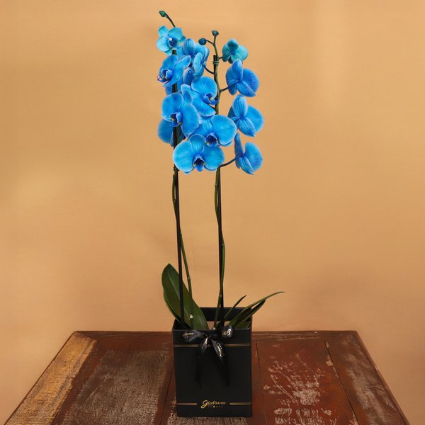 Orquídea Phalaenopsis Azul Box Preto Primor